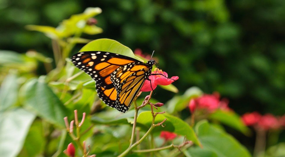 We Love: Agate Stone & the Monarch Butterfly